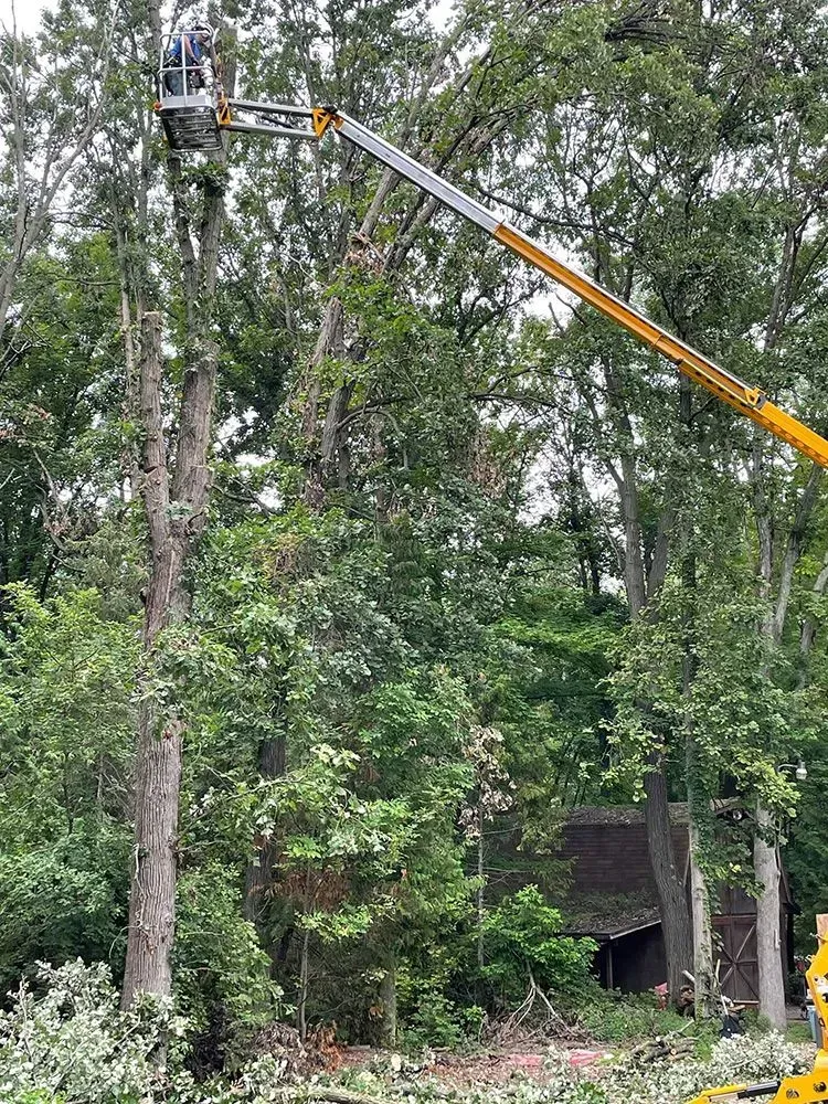 A man is cutting a tree with a crane in the woods.
