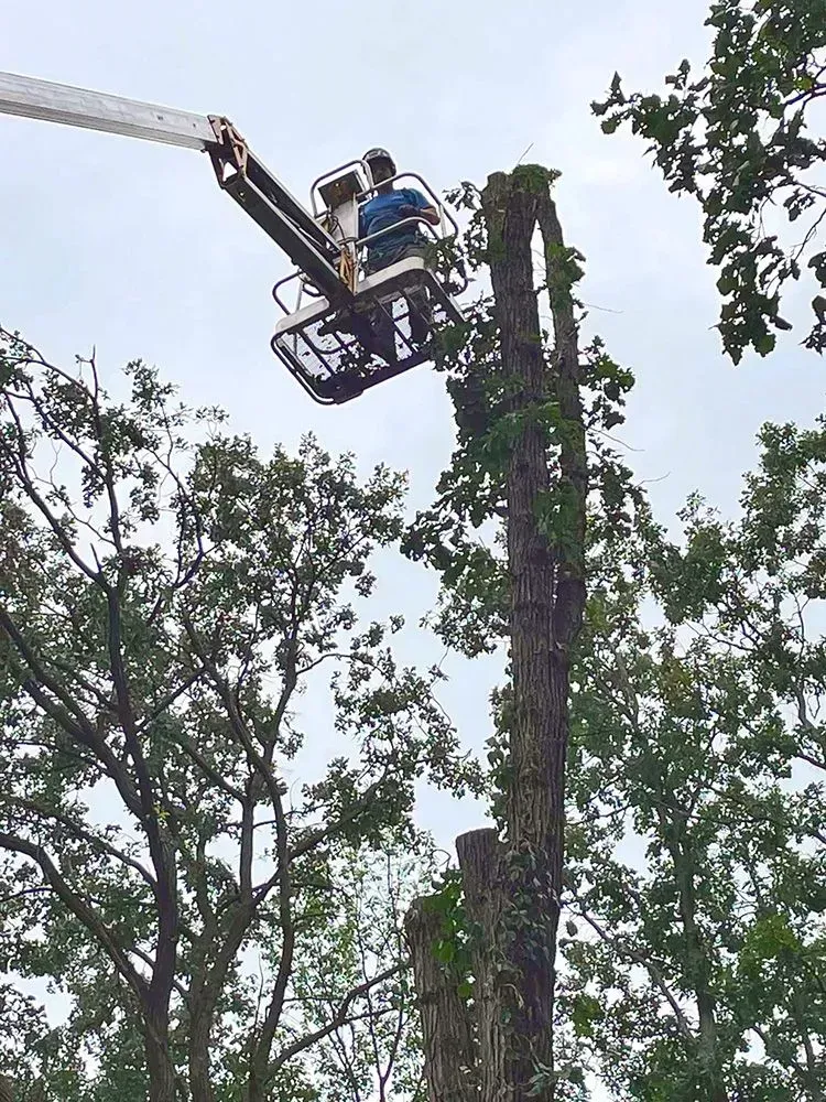 A man is sitting in a crane cutting a tree.