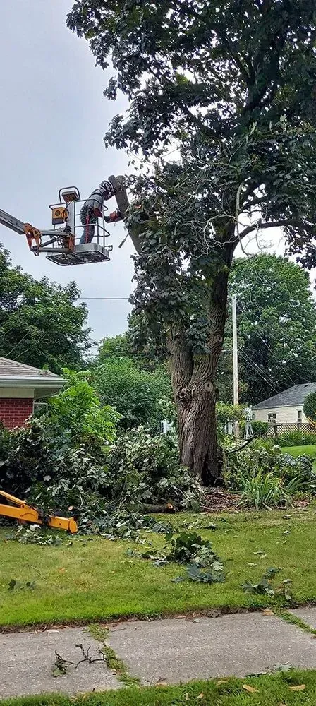A man is cutting a tree with a crane in a yard.