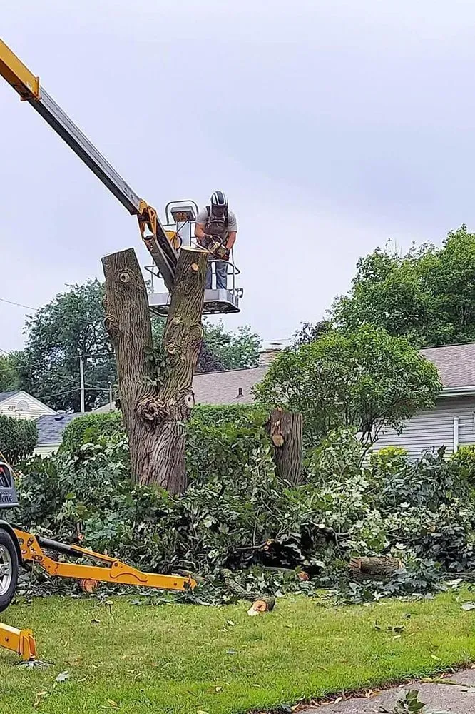 A man is cutting a tree with a crane.