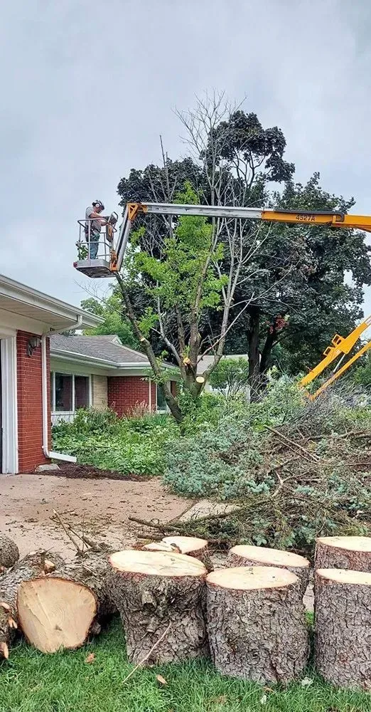 A man is cutting a tree with a crane in front of a house.