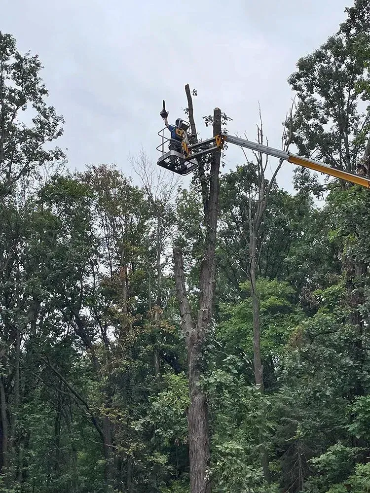 A man is cutting a tree with a crane in the woods.