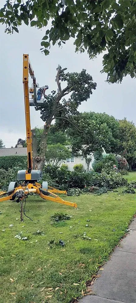 A man is cutting a tree with a crane in a park.