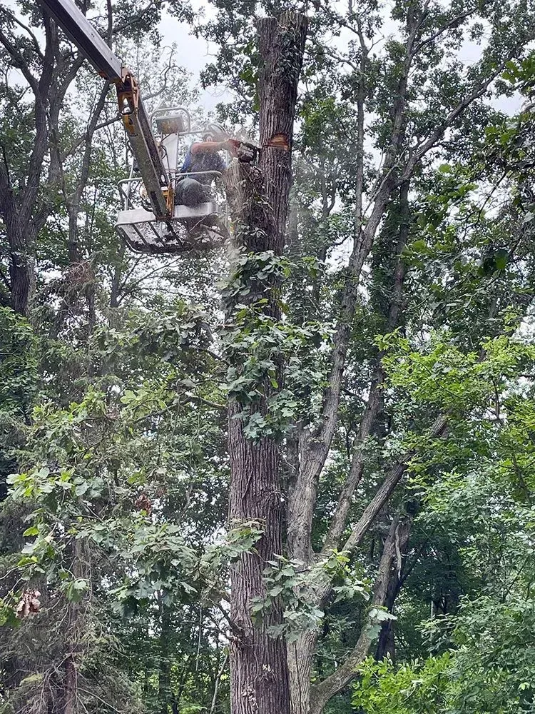 A man is cutting a tree with a chainsaw in the woods.