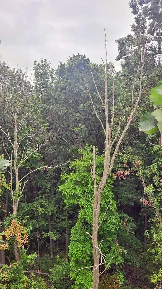 A tree with no leaves is in the middle of a forest.