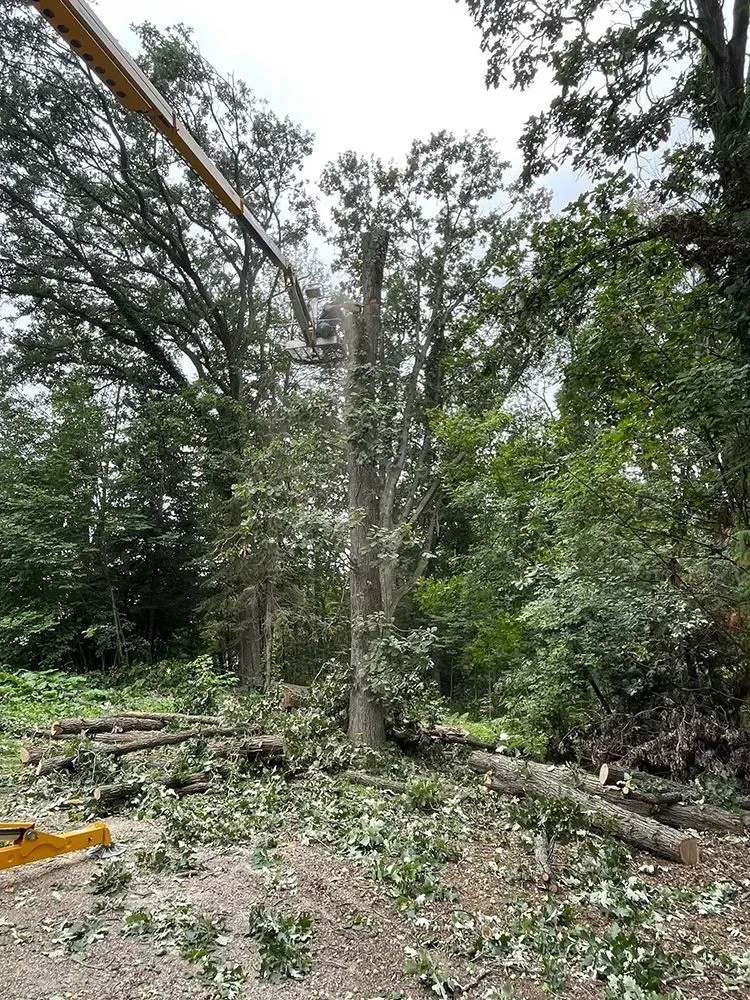A crane is cutting down a tree in a forest.