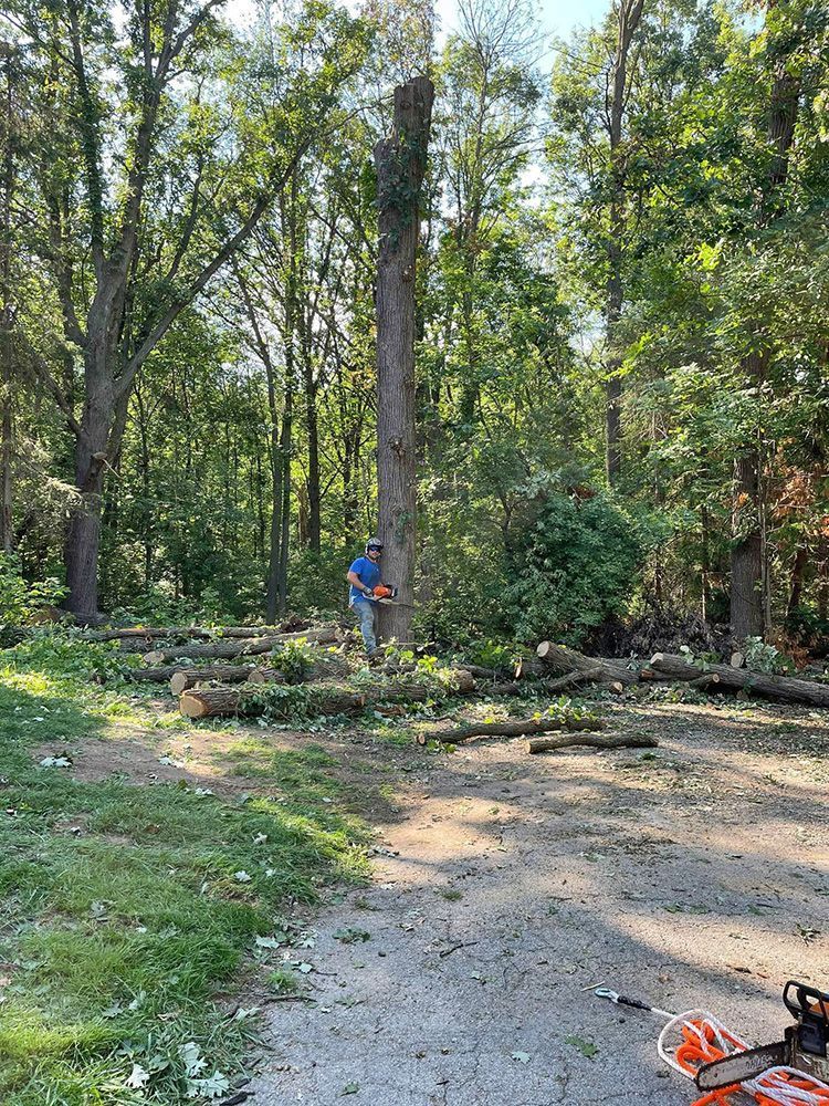 A man is cutting a tree in the woods with a chainsaw.