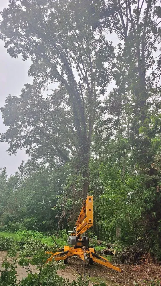 A yellow crane is cutting a tree in the woods.