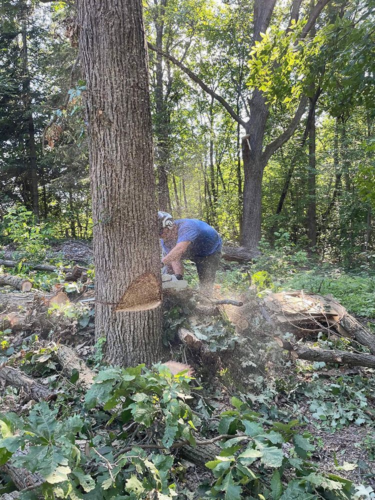 A man is cutting a tree with a chainsaw in the woods.