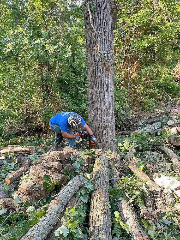 A man is cutting a tree with a chainsaw in the woods.