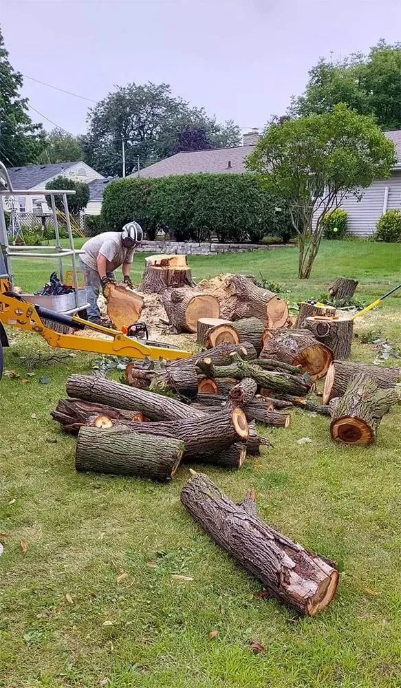 A man is cutting a tree in a yard with a chainsaw.