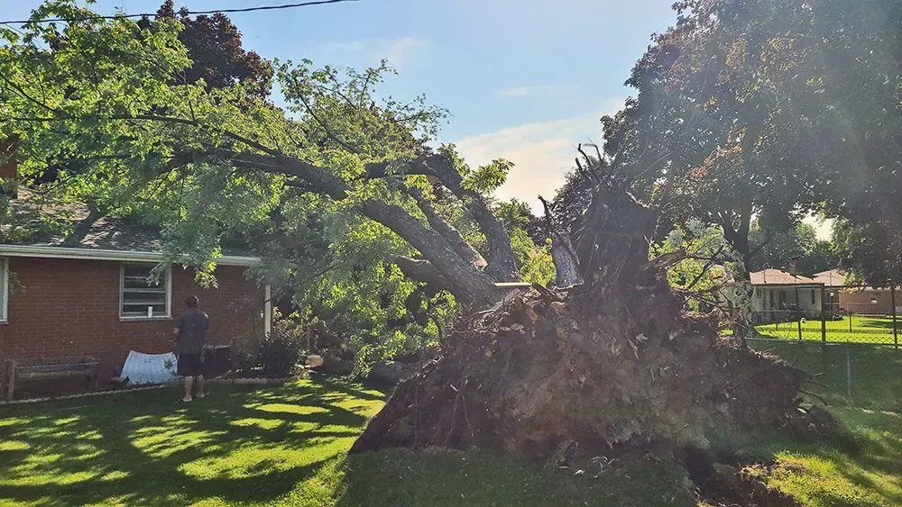 A tree that has fallen in the backyard of a house