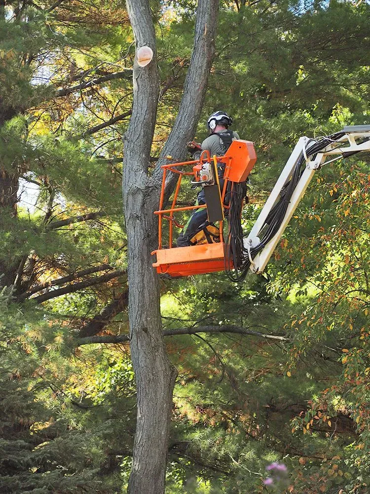 A man is sitting in a bucket on a crane cutting a tree.
