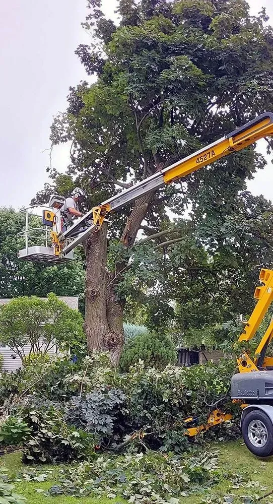 A man is cutting a tree with a crane.