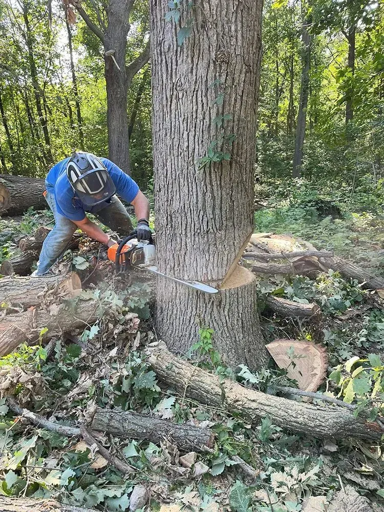 A man is cutting a tree with a chainsaw in the woods.