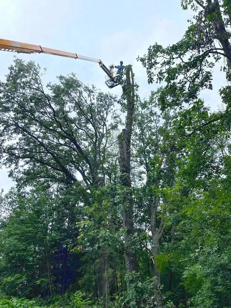 A man is cutting down a tree with a crane.