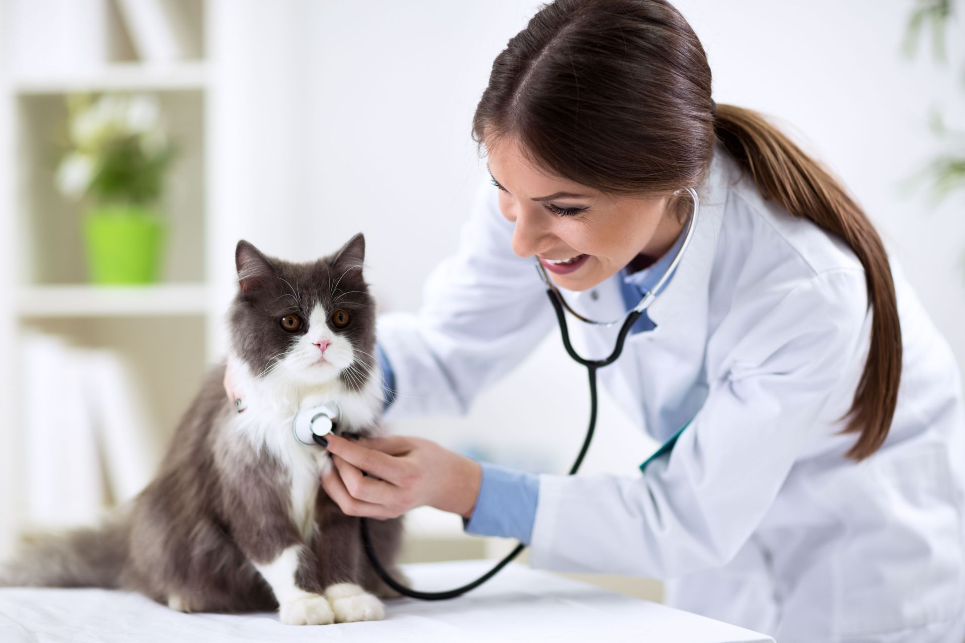 Signs You Need to Visit a Local Veterinarian
