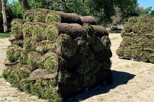 Sod and Turf