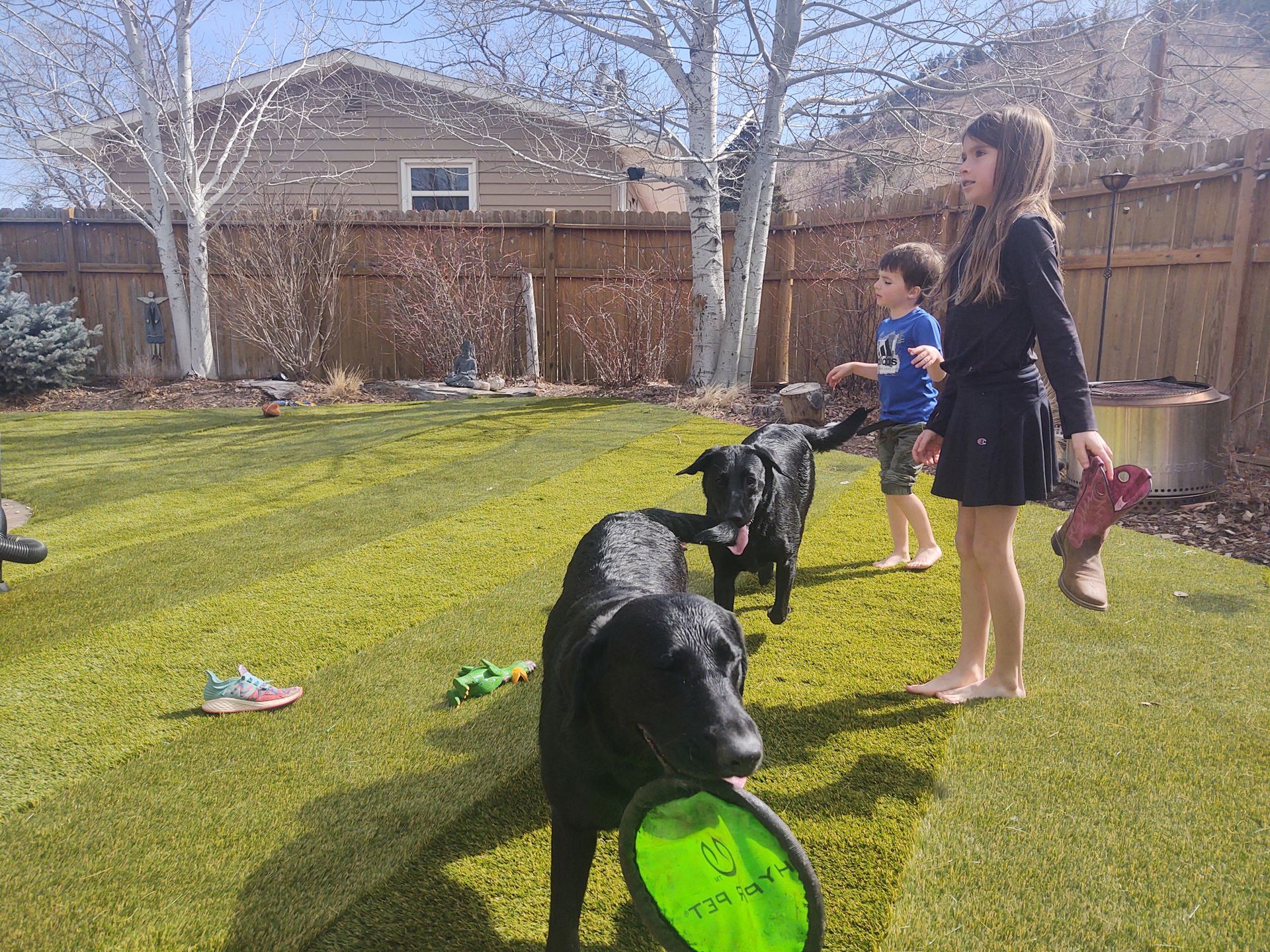 Dog playing with kids