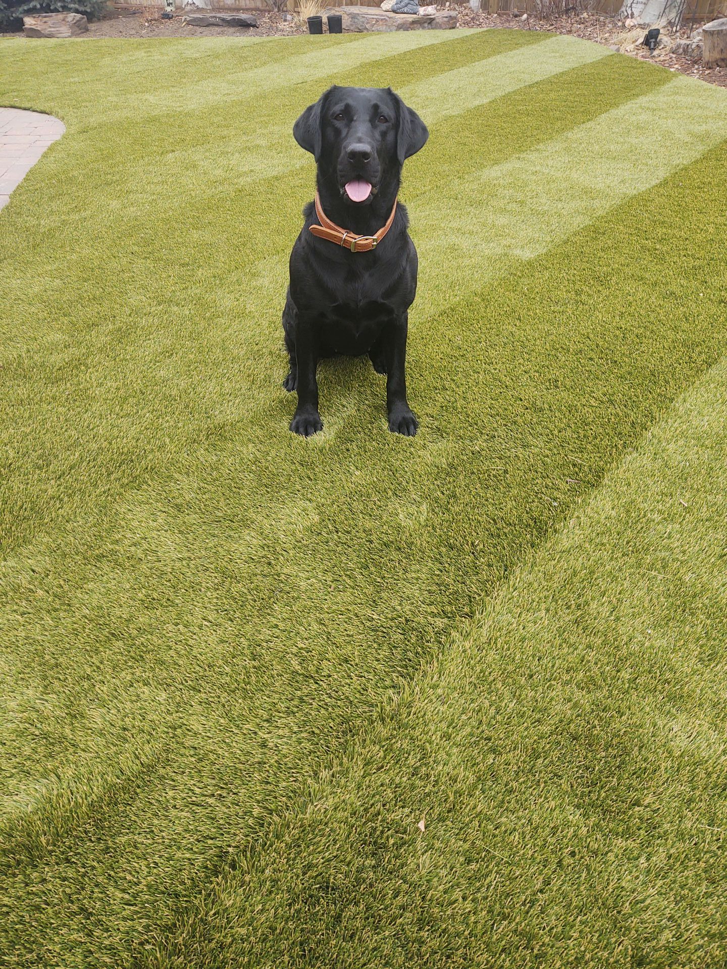 Dog on turf