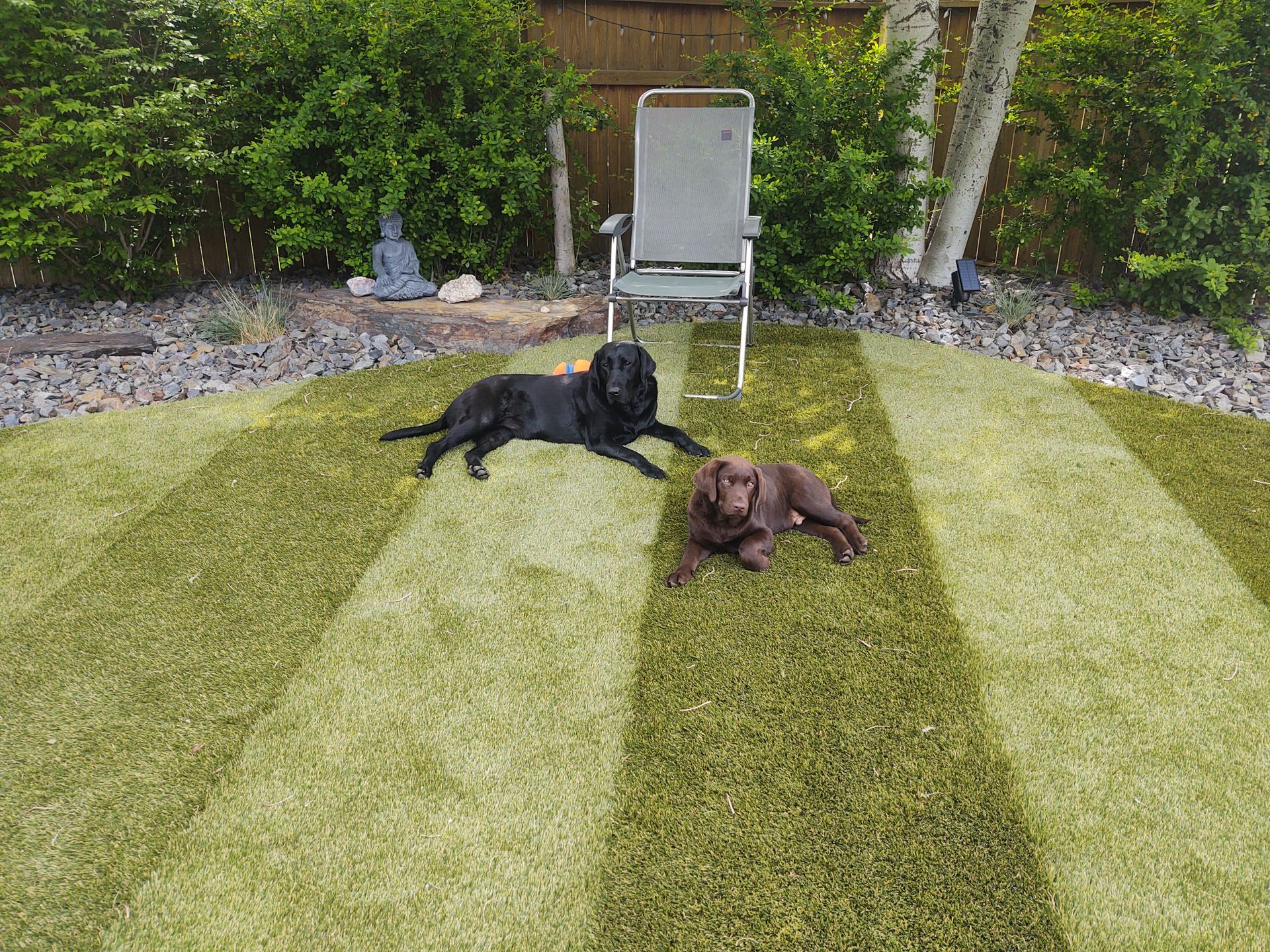 Two dogs on the artificial turf