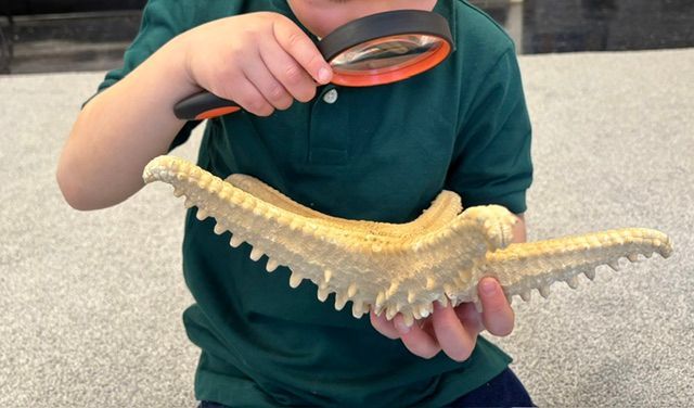 A young boy is looking at a starfish with a magnifying glass