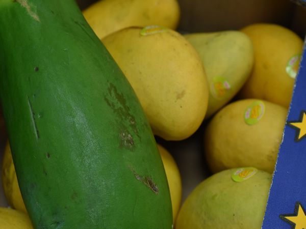 Green papaya and yellow mangoes in a cardboard box, close up.