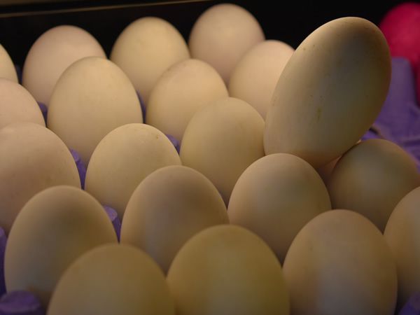 Close-up of a carton of white eggs; one egg is standing up.