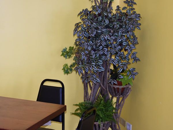 Artificial plant with striped leaves and green foliage on a wooden stand next to a black chair and brown table against a yellow wall.
