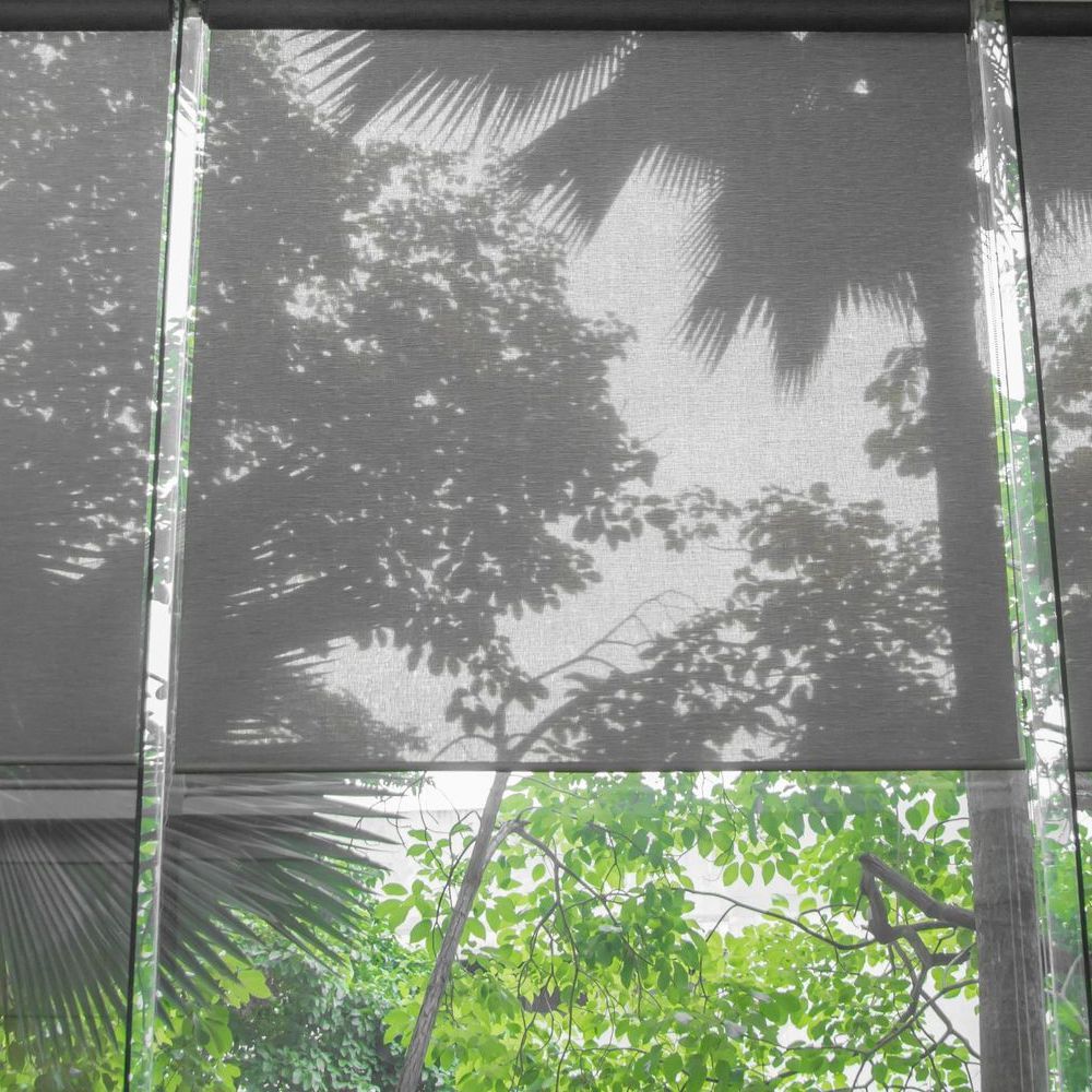 A shadow of a palm tree is cast on a window