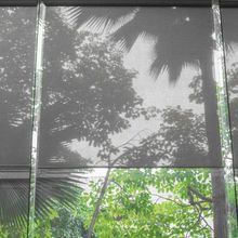 A shadow of a palm tree is cast on a window