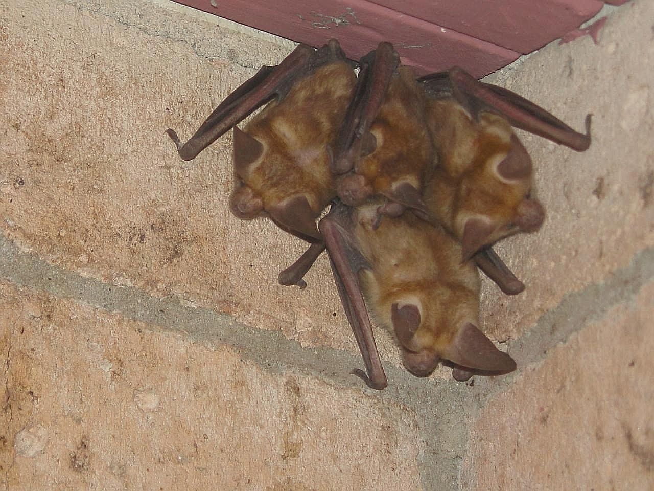 Bats