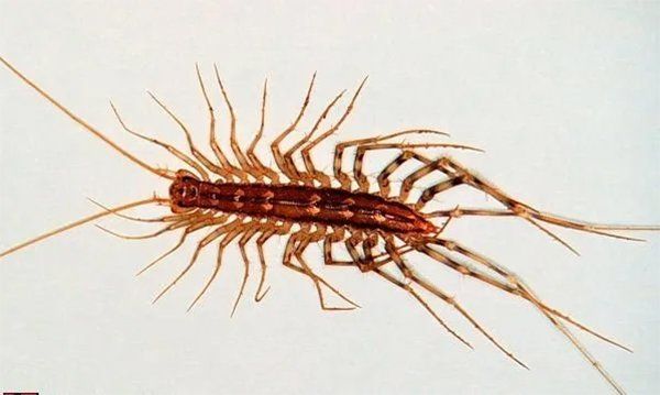 Centipede