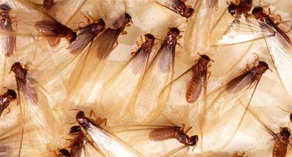 Termites