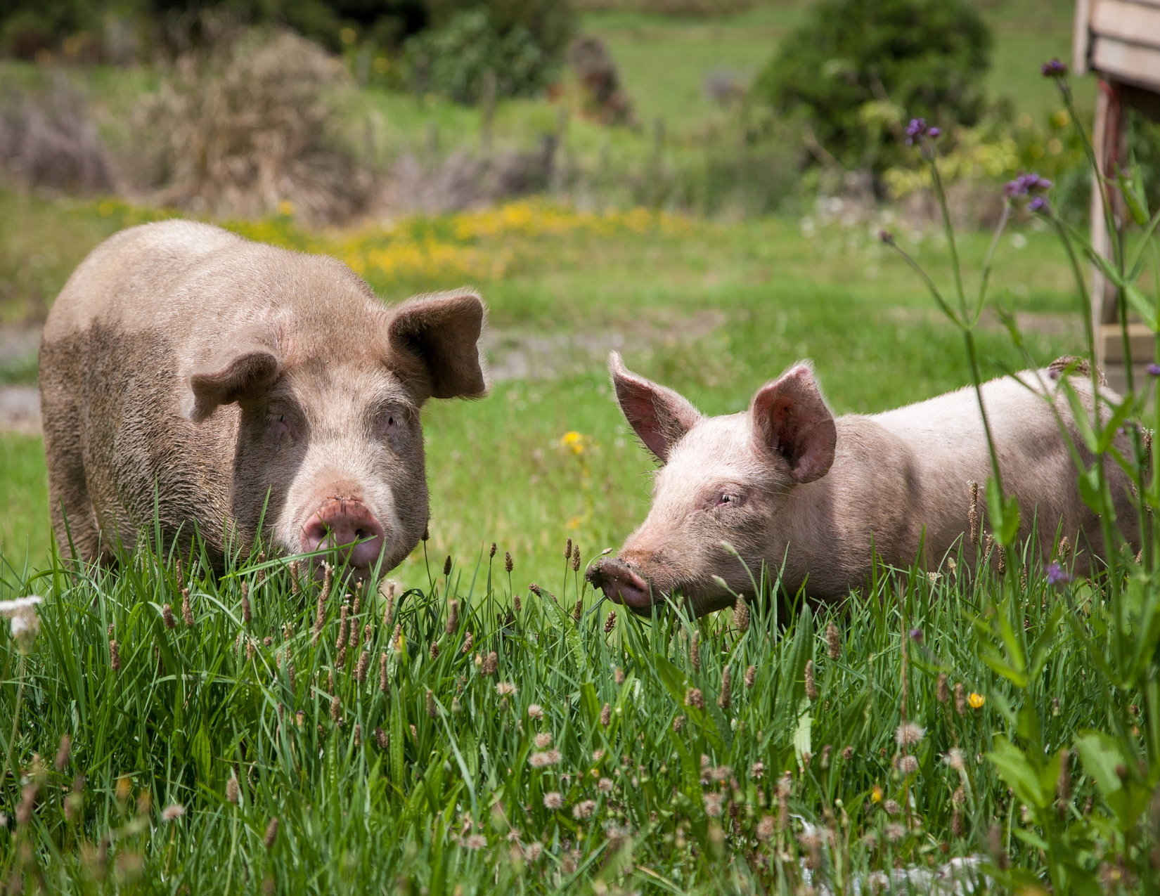 Two pigs are standing and laying in the grass