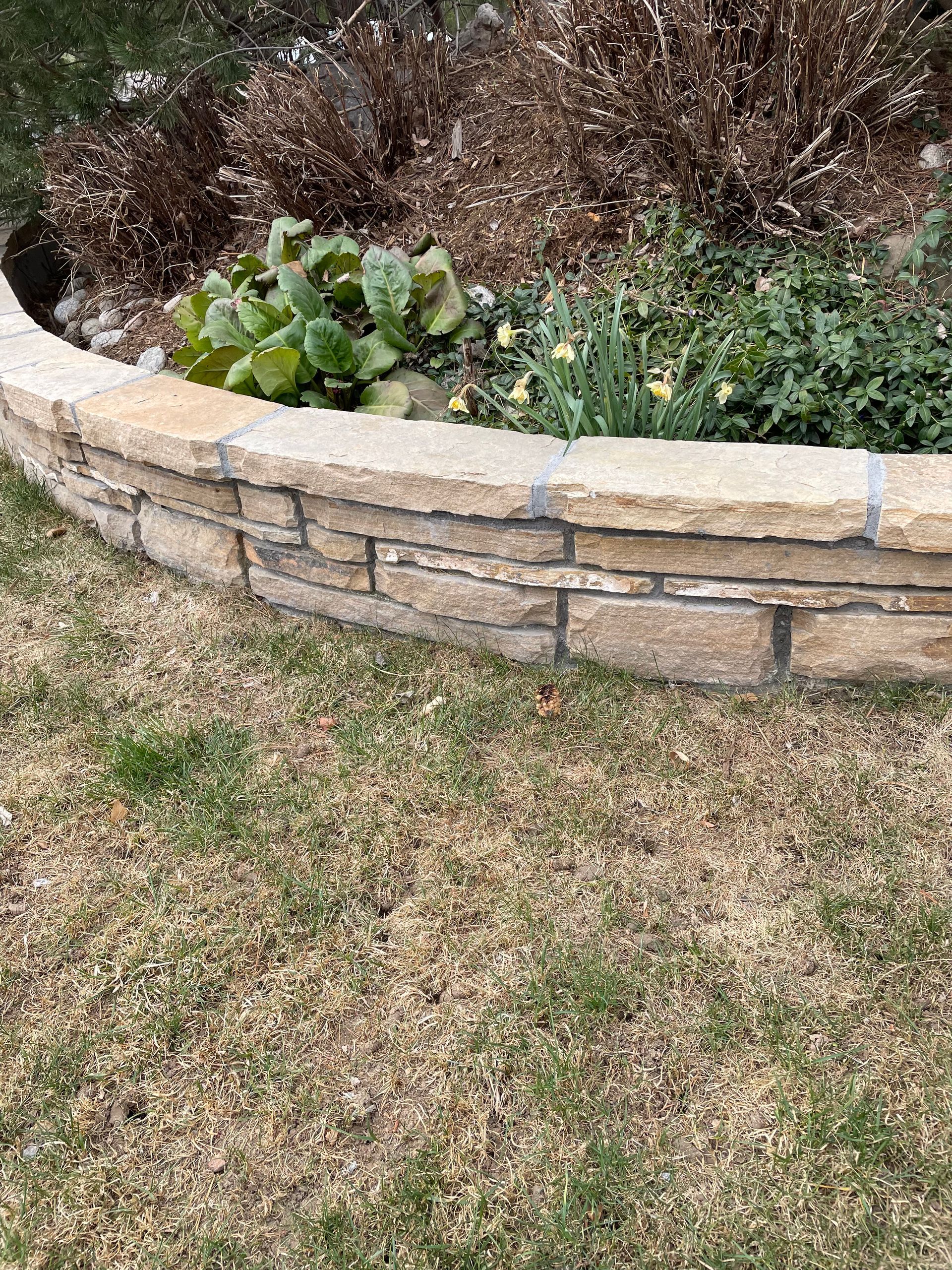 A stone wall with plants growing on it in a garden.