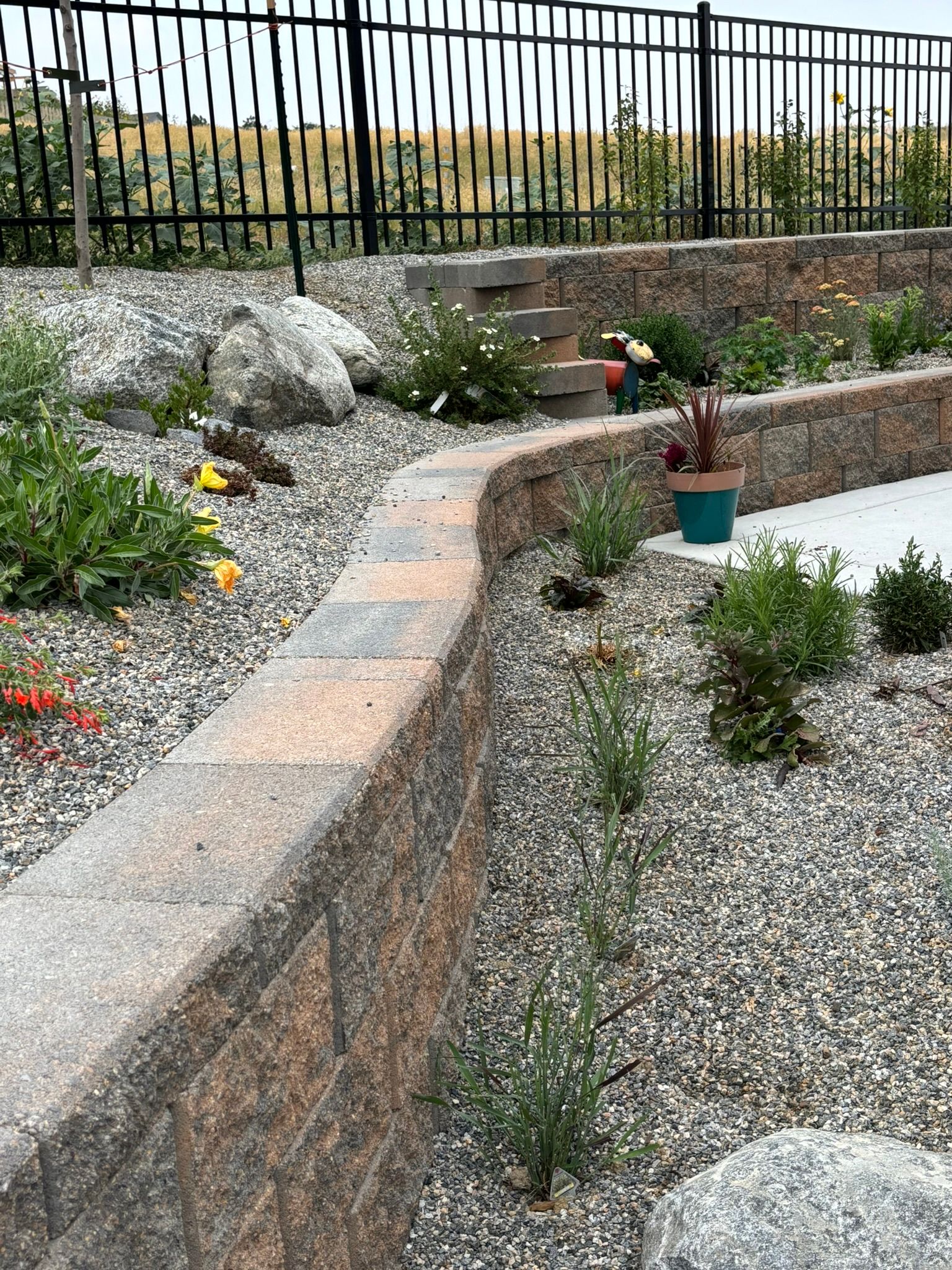 There is a fence in the background and a stone wall in the foreground.