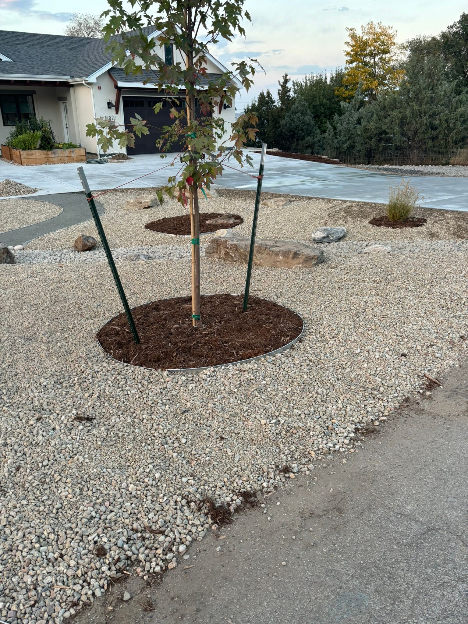 A tree is sitting in a pile of gravel in front of a house.