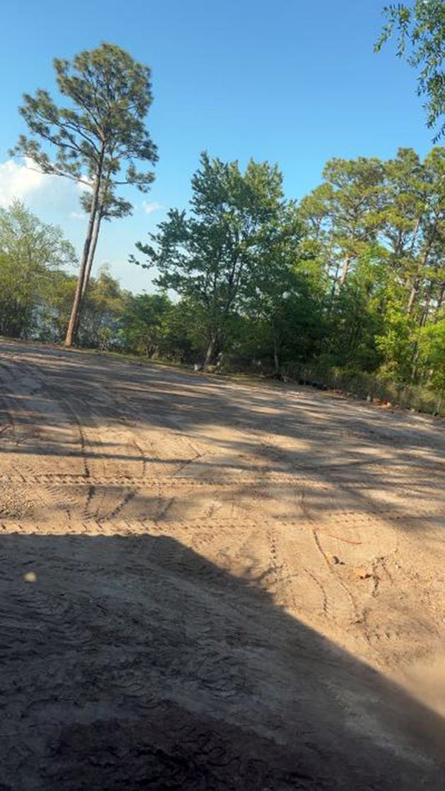 Dirt road or clearing beside tall trees under a clear blue sky, viewed from ground level