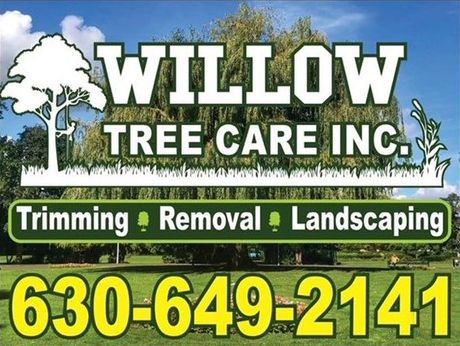 Willow Tree Care - Trimming, Removal, Landscaping