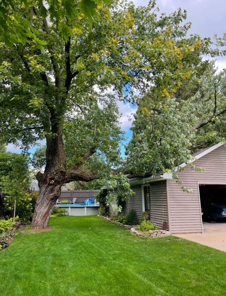 Before - A large tree with its branches fallen over the roof of a house