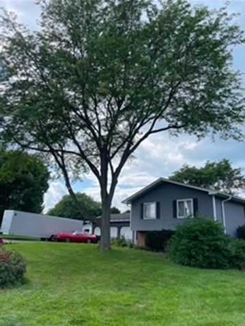After - A newly trimmed tree next to a house