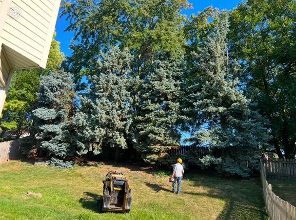 Before - A backyard with a lot of tall trees