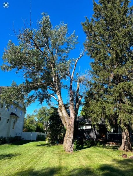 Before - A tree in the middle of the yard