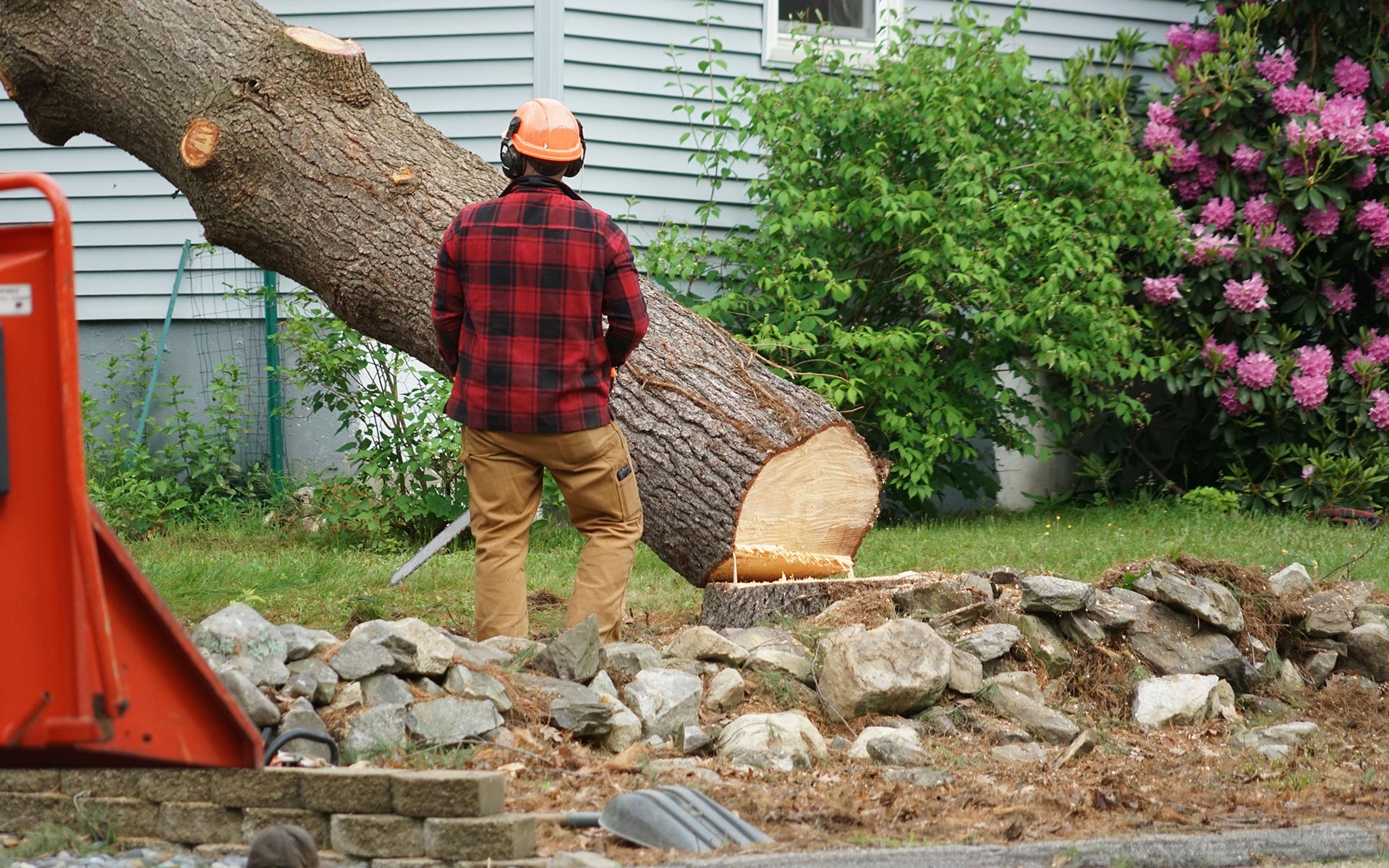 A man is standing next to a tree that has been cut down