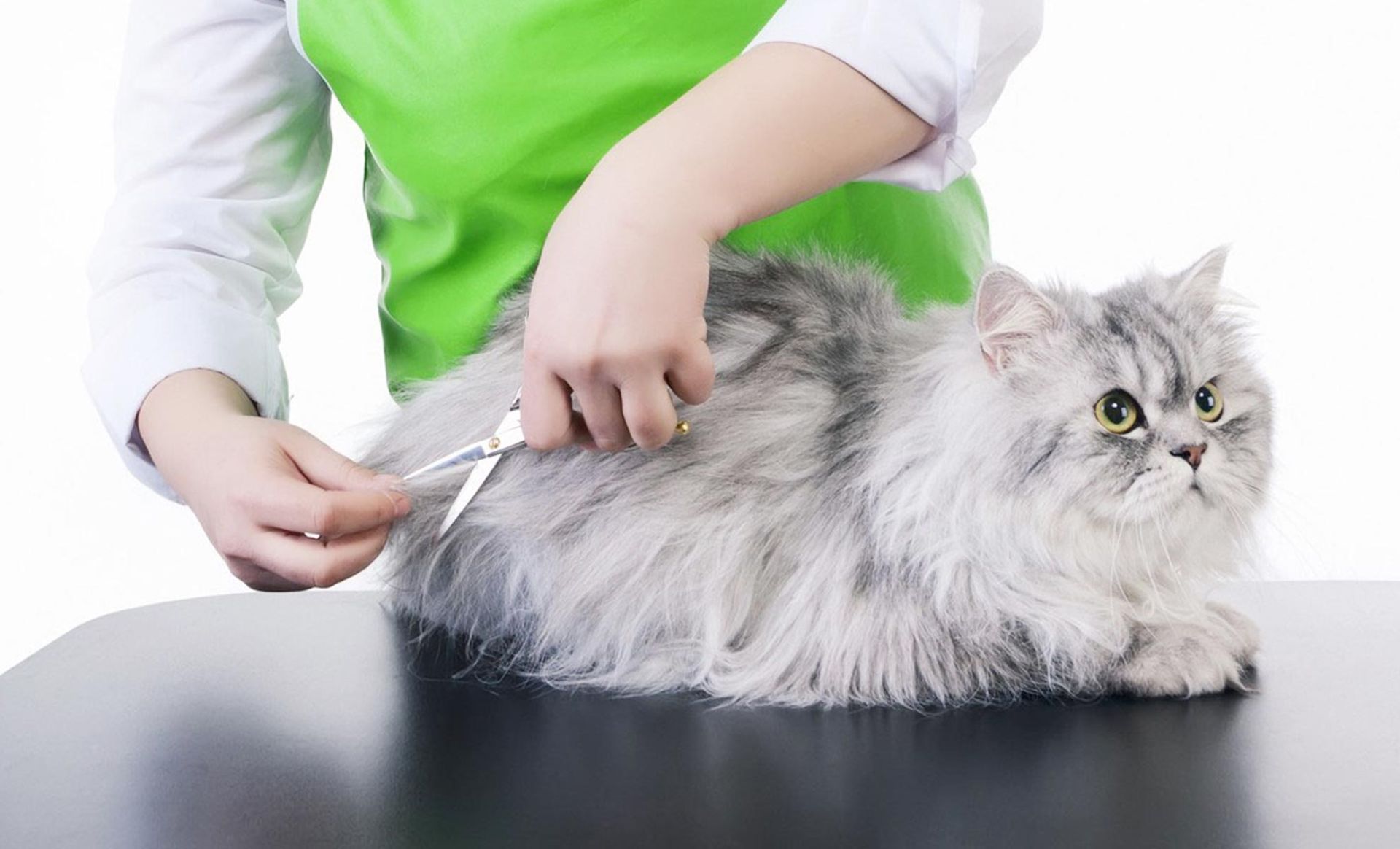 A person is grooming a gray cat on a table.