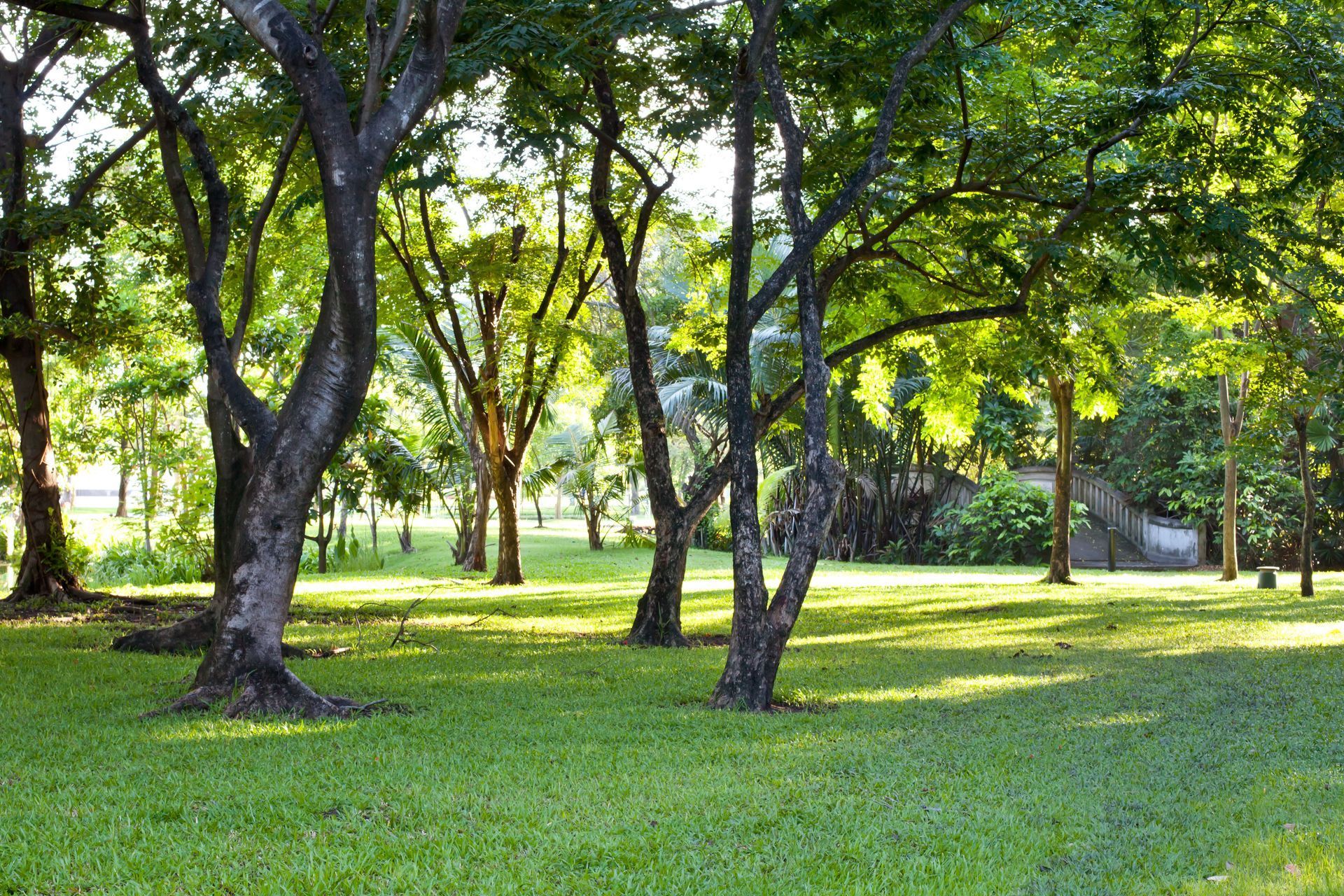 A sunlit grassy park filled with mature trees casting dappled shadows on a bright, green lawn.