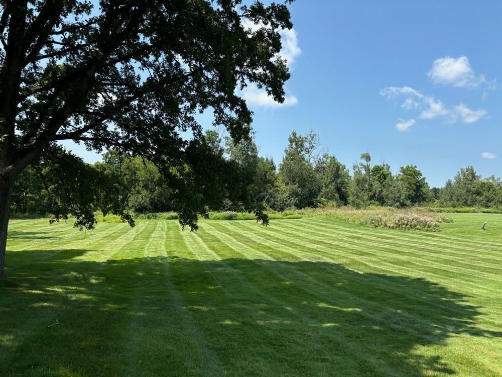 A large, neatly mown green lawn with distinct stripes under a bright blue sky, shaded by a tree in the foreground.