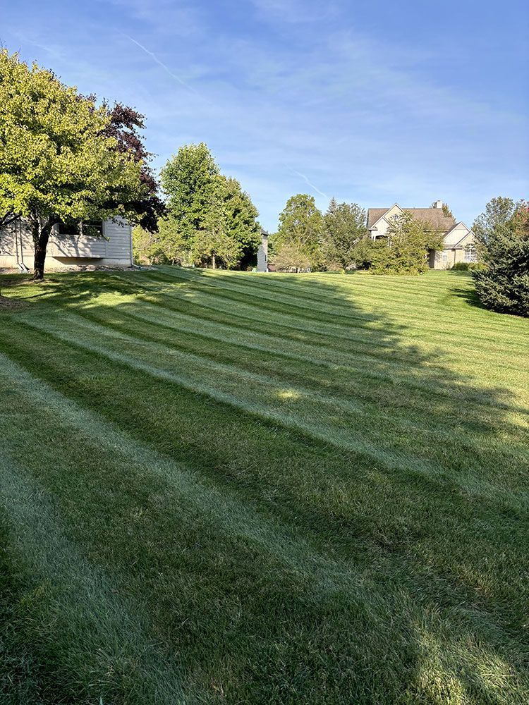 A freshly mowed residential lawn with clear stripes, bordered by trees and houses under a clear blue sky.