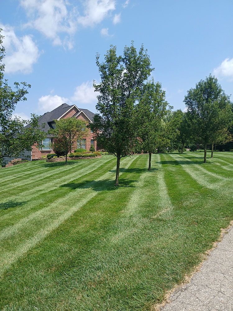 A neatly mown lawn with distinct striping patterns, featuring several small trees and a brick house in the background.